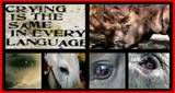th_Crying_animals_big